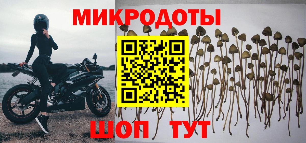 Галлюциногенные грибы прущие грибы  Псилоцибиновые грибы Cubensis  Донской 