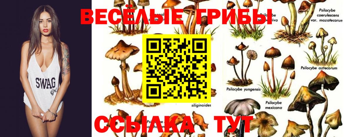 Псилоцибиновые грибы Psilocybe Донской