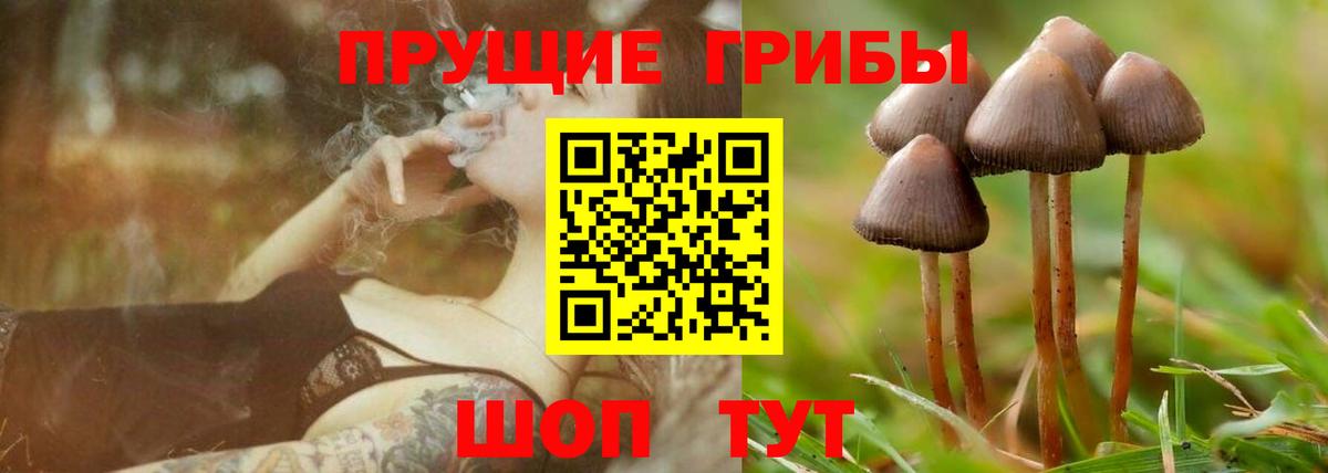 Галлюциногенные грибы Psilocybe Донской